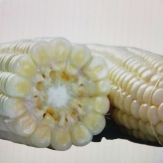 金乡县香甜软糯鲜食带皮白玉米