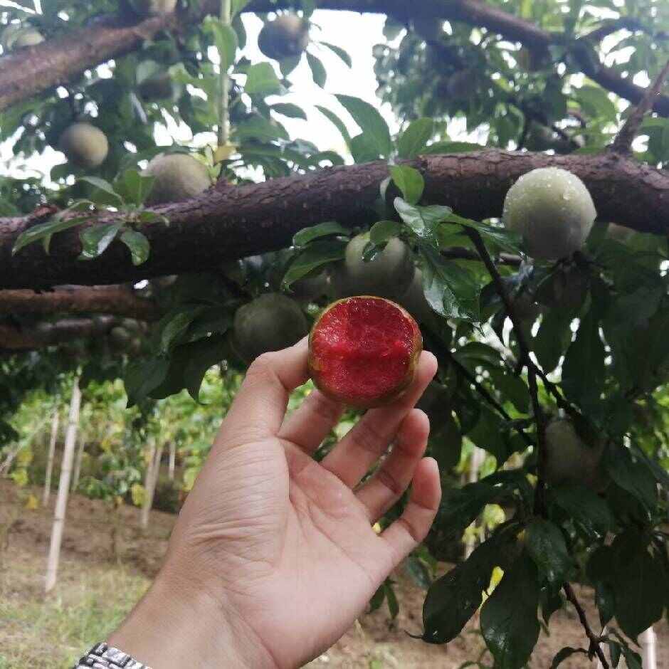 贊偉三華李園