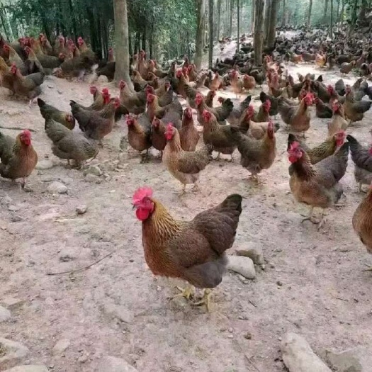 广州项鸡，200天五谷杂粮阉鸡