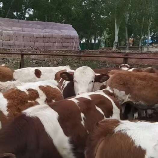 东丰县大量西门塔尔，可现场来挑，来个近景给老板们看看牛质量