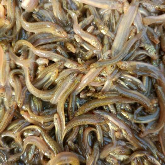 中山市60条鱼一斤