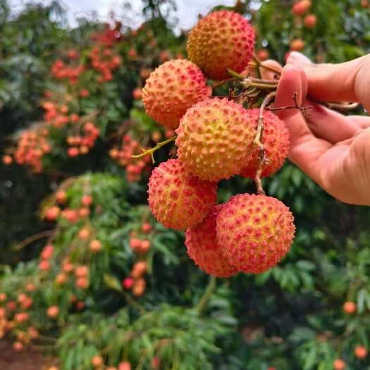 高州市广东茂名高州新鲜桂味荔枝现摘现发口感清甜核小肉厚果香浓郁
