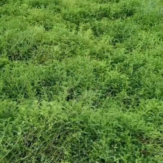 岷县自己种的黄芪