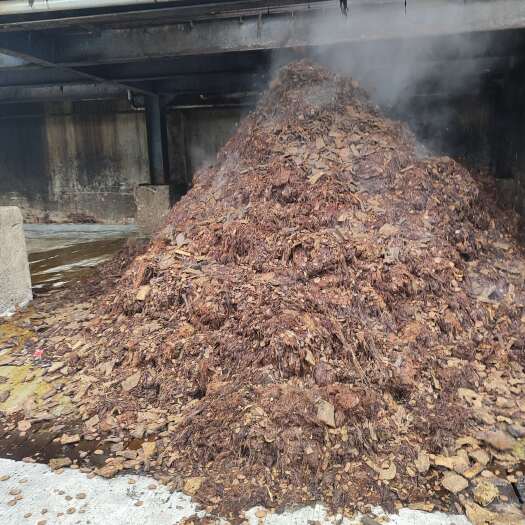 广州广州玉米须大量供应，牛羊养殖好饲料。