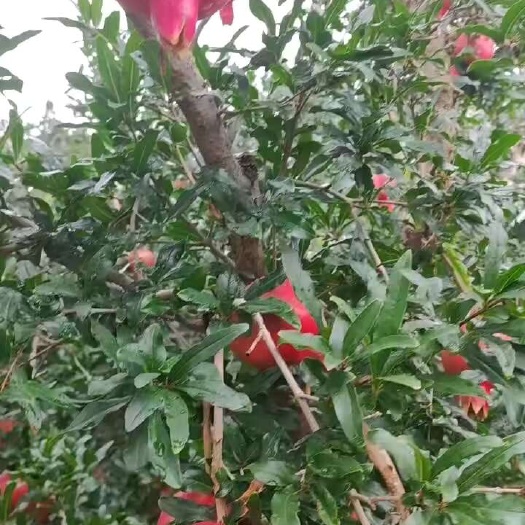 永胜县红钻石榴快上了