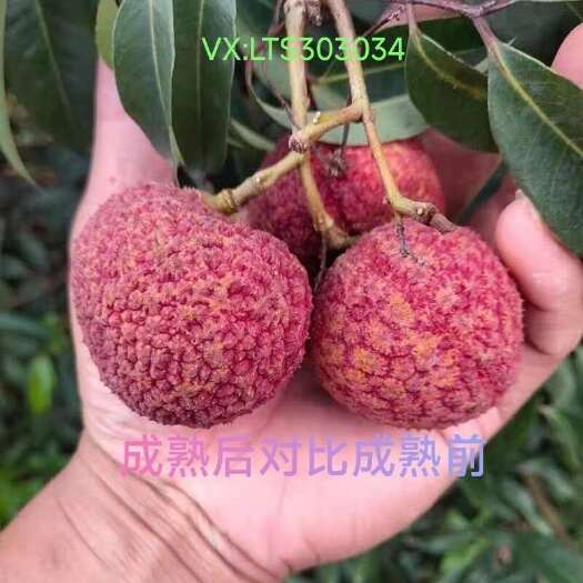 灵山县A+无核荔枝