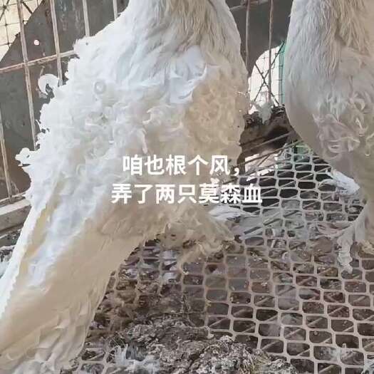 鸽子