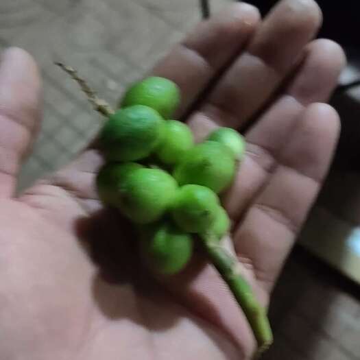 万宁市益智干果出售