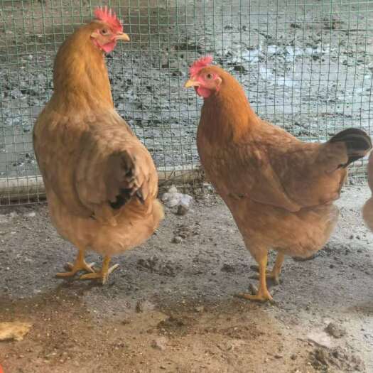 天津天津宝坻新鲜绿壳鸡种蛋受精蛋优质蛋品苏禽绿壳种蛋