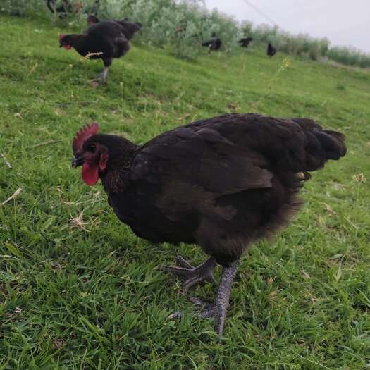 伊宁县散养土鸡，伊犁黑鸡，肉鲜嫩，吃的健康，可以现场自己抓