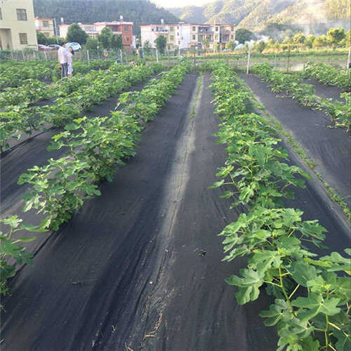 德州防草布育苗防护优选德州陵城区发货农用百货品质资材