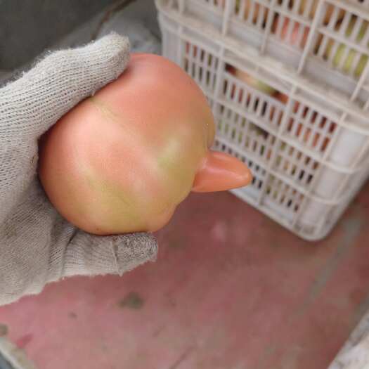 个大，口感好，大沙瓤，