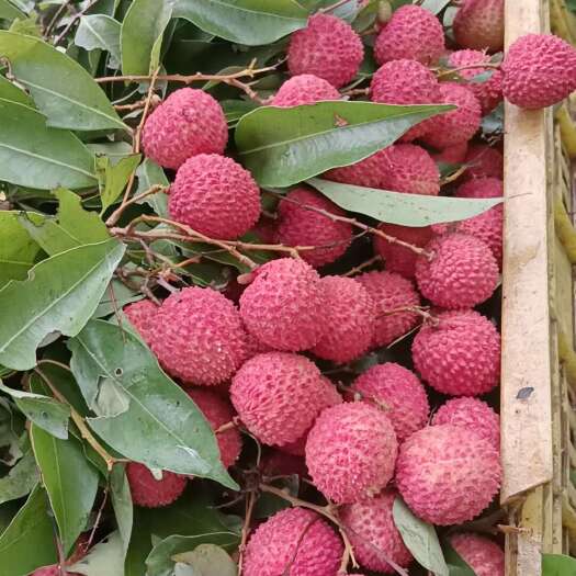 高州市高州桂味荔枝，鲜甜多汁，桂花香味浓郁，核小肉厚