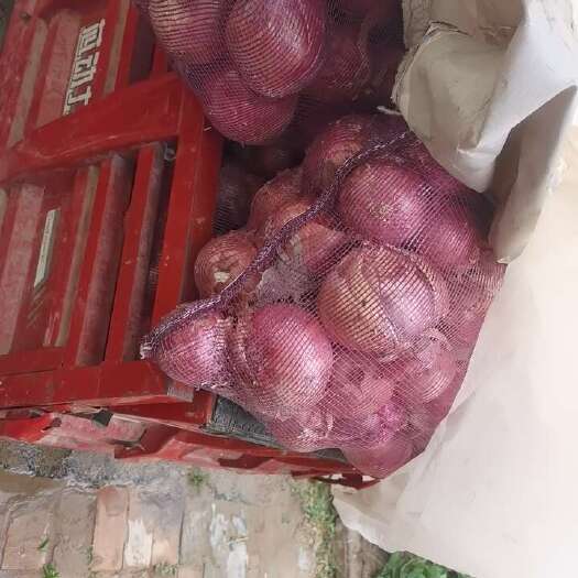 兰考县红皮洋葱