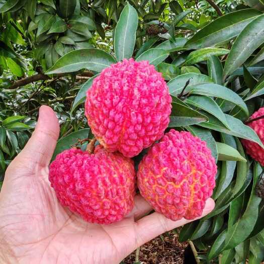 【顺丰冷链】广西钦州荔枝王核心产区荔枝王现摘现发