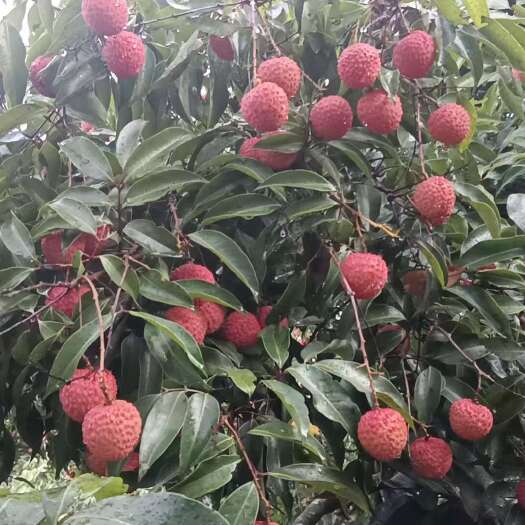 高州市桂味，果大肉厚，核小无渣，可一件起批（价格可谈，邮费另付）