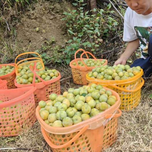 镇宁县镇宁六马核心产地蜂糖李鲜果，当摘当天发货，顺丰包邮到家
