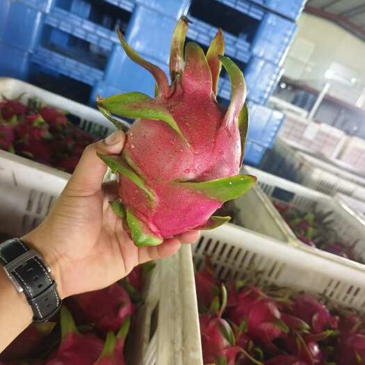惠东县火龙果