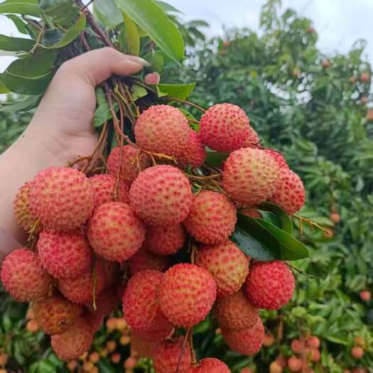 北流市桂味荔枝，岭丰糯，先进俸，南局红，贵妃红