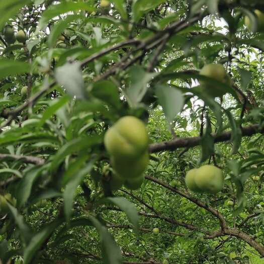 镇宁县贵州镇宁蜂糖李新鲜采摘个大味甜果肉饱满当天发货