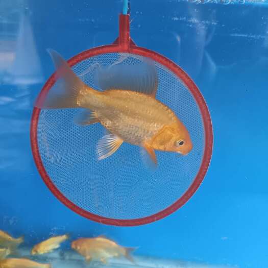 蝴蝶鲤鱼，红色，发财，放生，自养