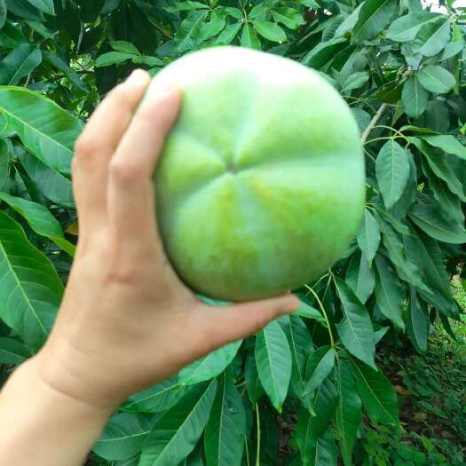 宾阳县冰淇淋果