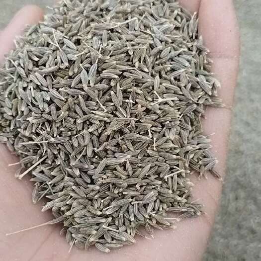 阿瓦提县新疆阿克苏三团孜然也称小茴香颗粒饱满烧烤的必备调料