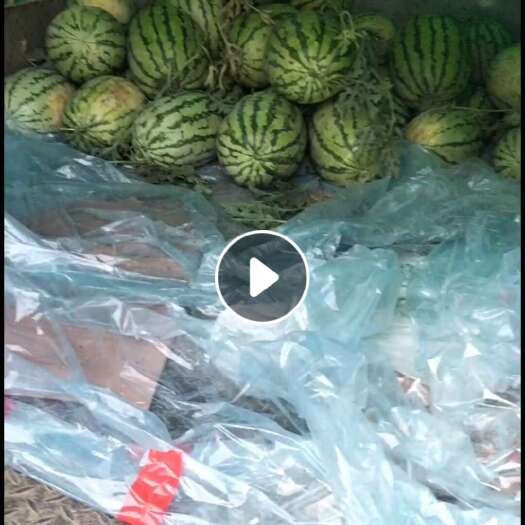 鲁山县8424西瓜 水多 瓜甜 可视频验货