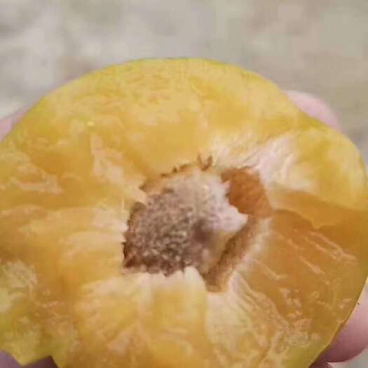 镇宁县蜂糖李