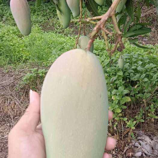 扶绥县金煌芒