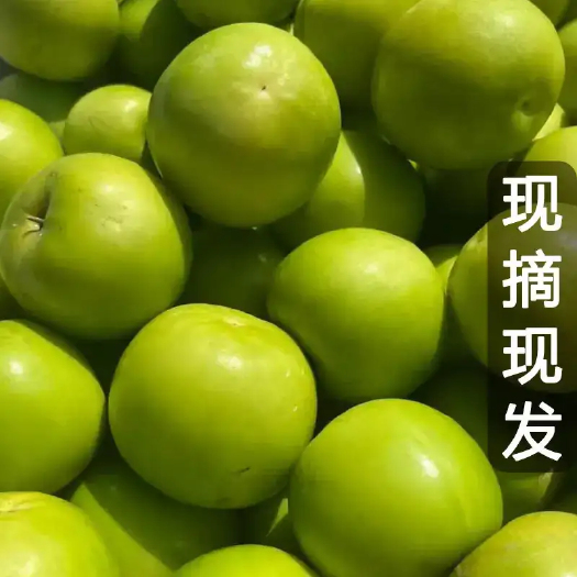 景洪市中国地理标志：苹果枣融合苹果的脆感与枣的甜润，果肉细腻多汁。