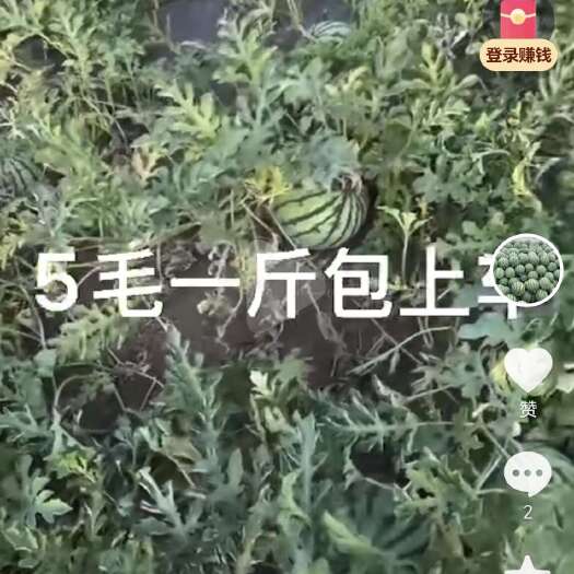 宁河本地大圆瓜，麒麟西瓜，小薄皮大红瓤，4到12斤