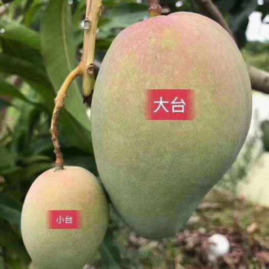 田东县精品大小台农芒，可整园拿下，一手货源，质量保证