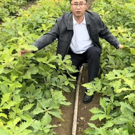 桓仁县柞树苗，辽东栎苗一年二年柞树苗蒙古栎苗