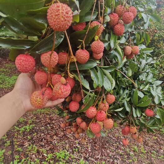 惠州荔枝桂味