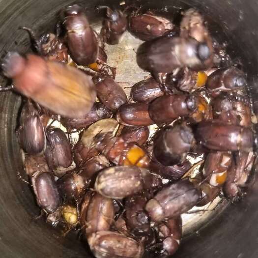 云县云南临沧新鲜速冻金龟子 干净卫生 绿色天然 现货供应