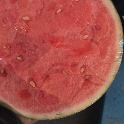北京无籽麒麟