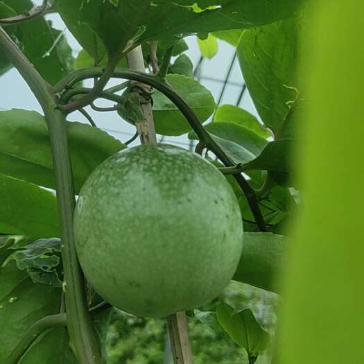 遂溪县黄金百香果甜九号