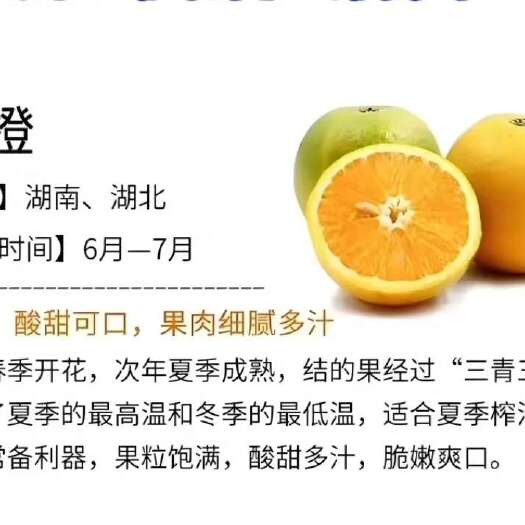 秭归县湖北夏橙果大，甜口