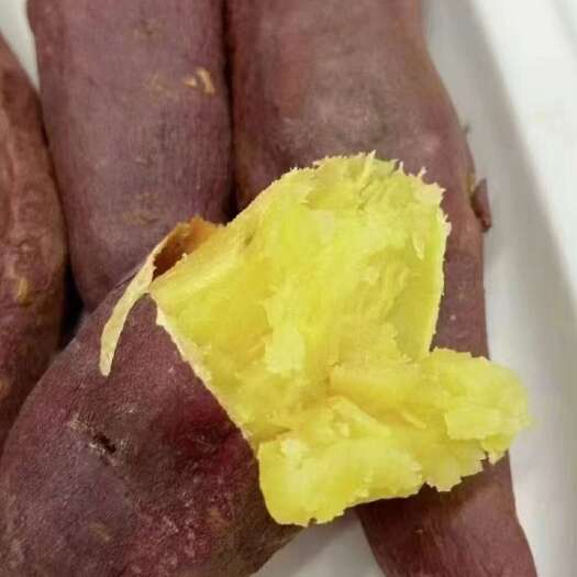 夏津县红瑶大田苗，床苗，保质保量，成活率百分之九十五以上，