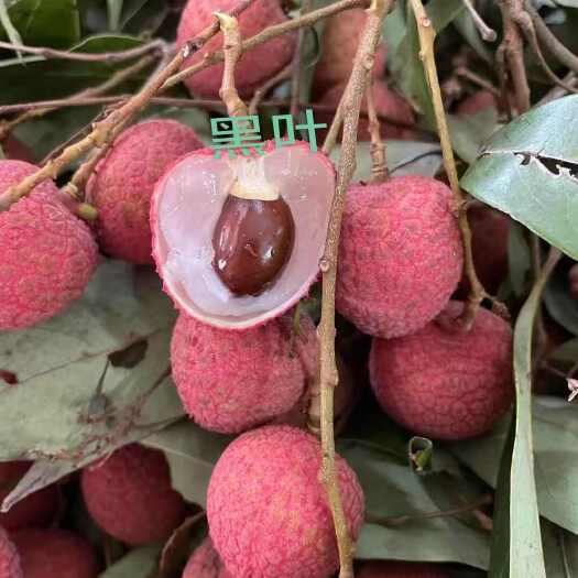 钦州黑叶荔枝大量上市都是精品优质靓货