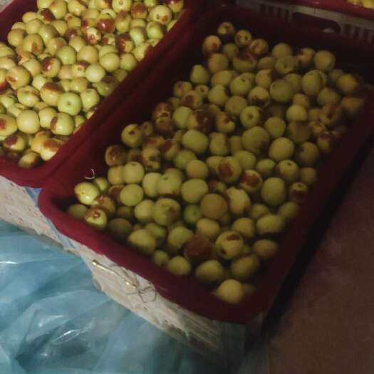 大荔县冬枣