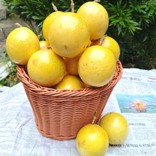 桂林钦蜜九号黄金百香果广西桂林纯甜无酸精品果