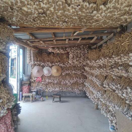山东泰安大蒜 新鲜农家自种 当地直发 品质保障