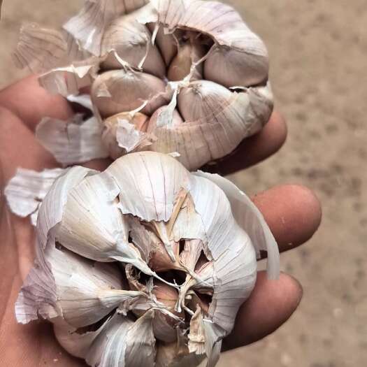 中牟县大量供应优质大蒜：扒米.早熟.印尼.脱水.大混级