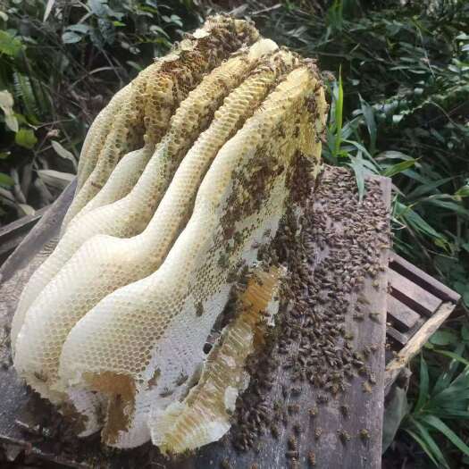 寻乌县赣南寻乌 新收丰巢蜜500g一盒 可以直接吃丰巢 产地直发