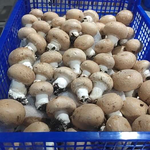 洛阳褐蘑菇，巴西菇，牛排菇，波多黎各菌长年有货，欢迎合作