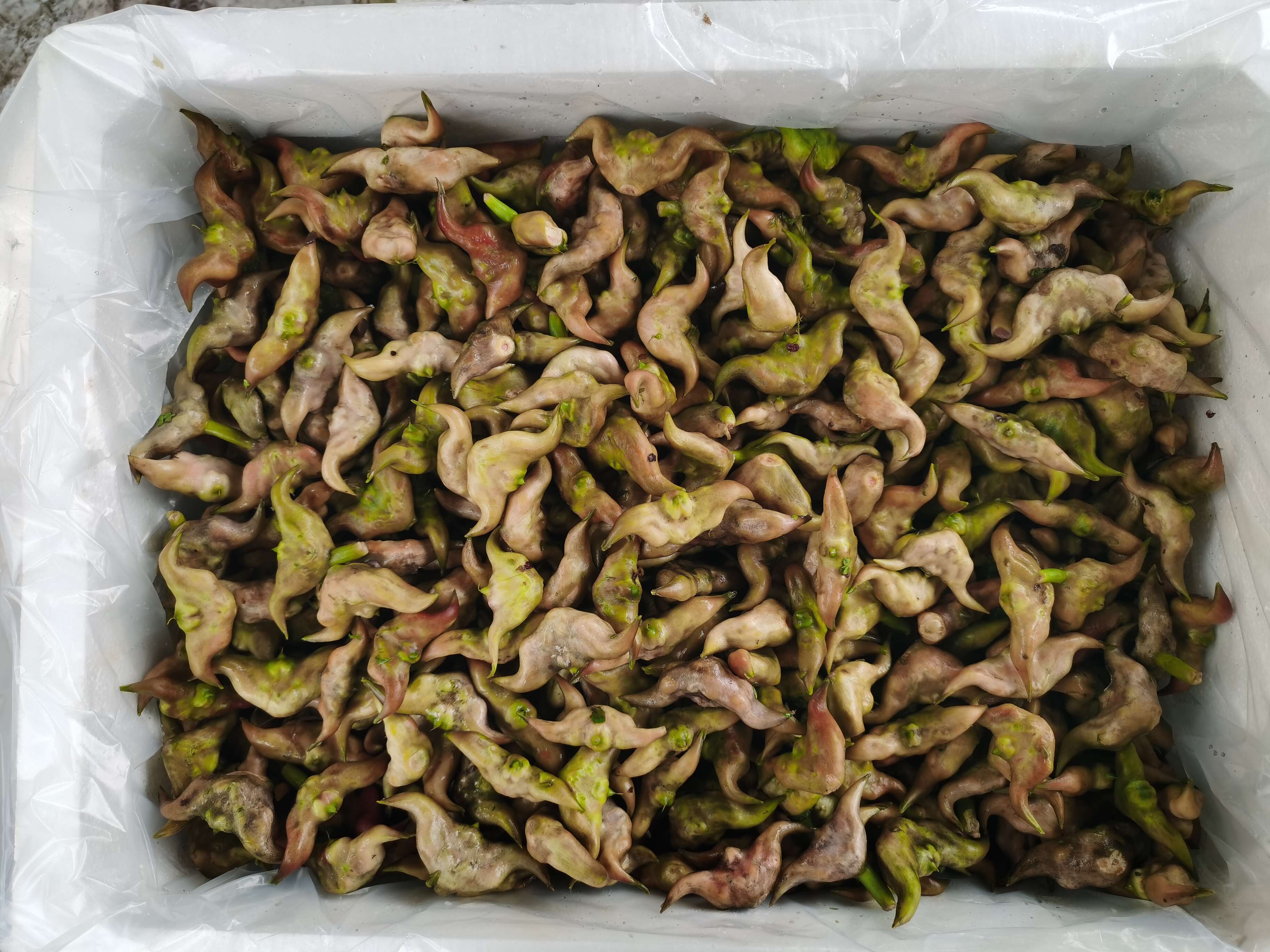 湖北嫩菱角，可以直接掰开当水果吃。