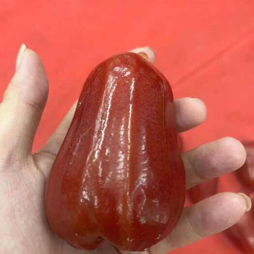 海南黑金刚莲雾，一个莲雾八杯水，生长在树上的维C