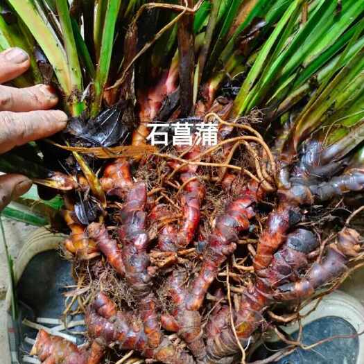 永州石菖蒲